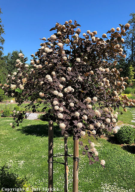 Physocarpus opulifolius 'Diabolo'